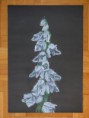 /album/europai-orchideak/avarvirag2-goodyera-repens-jpg2/